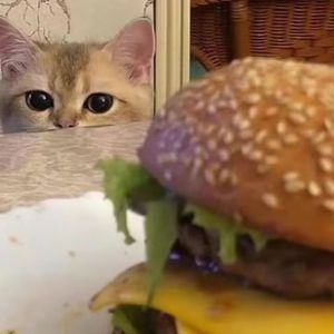 好黄好爽好痛的视频
